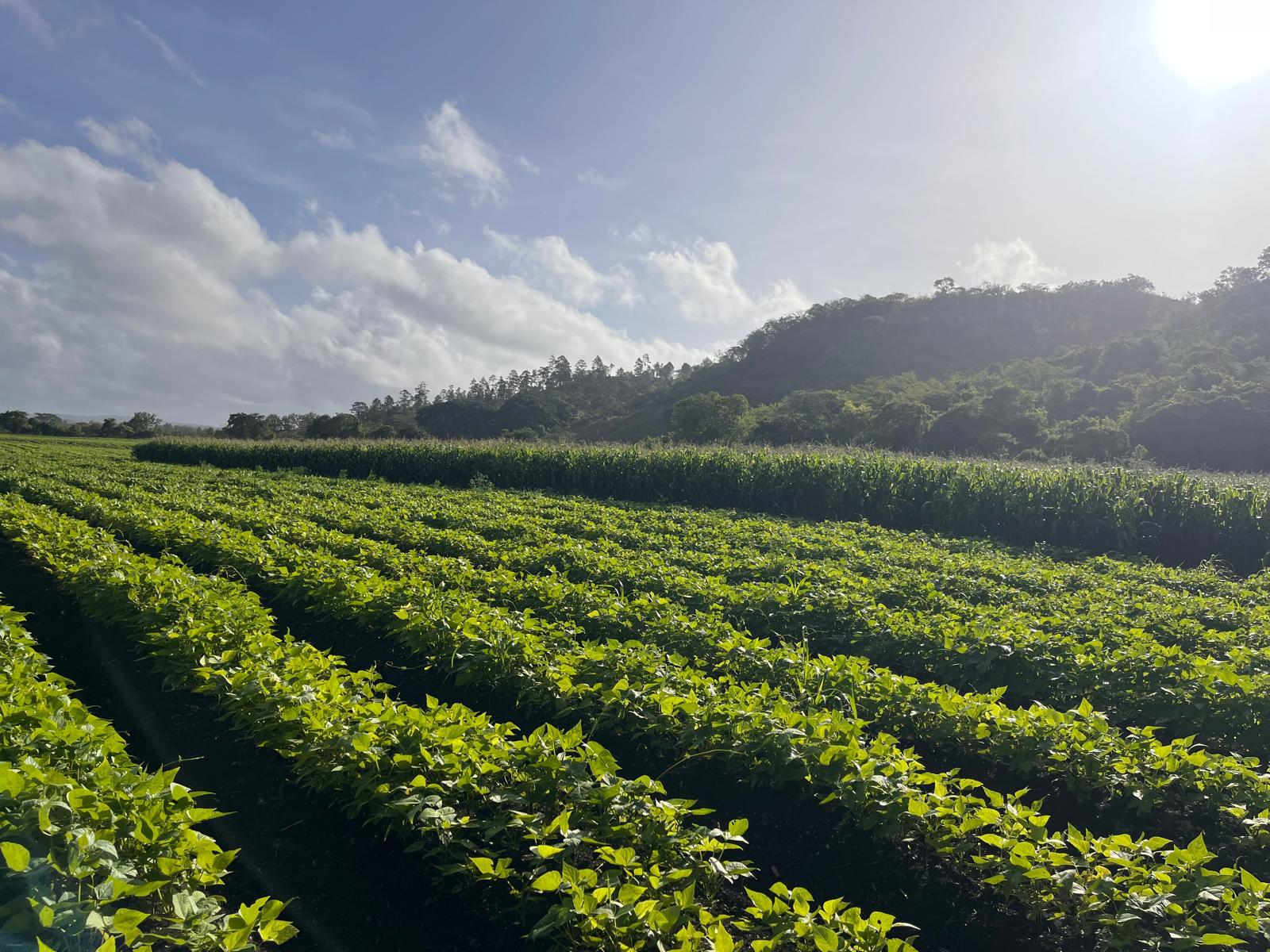 Campos de frijol y maíz en origen