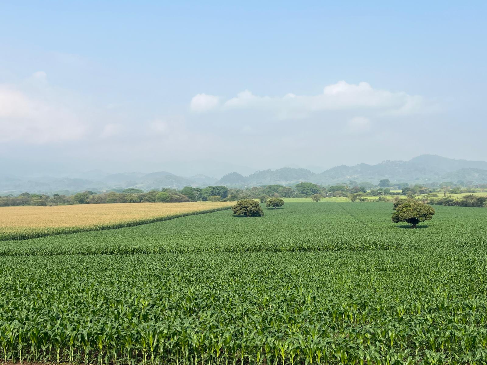 Campo de maíz