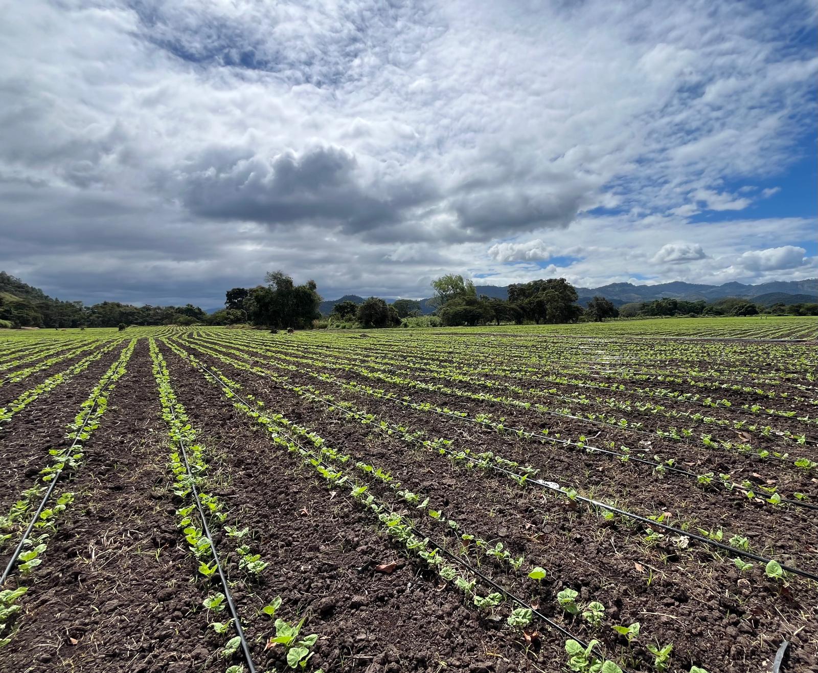 Panorama de siembra