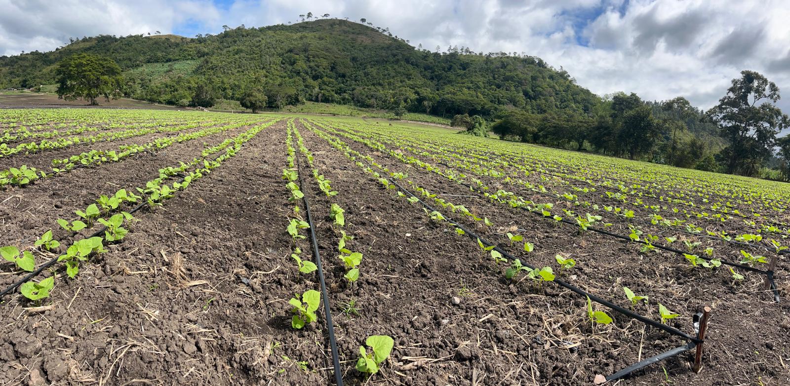 Cultivo frente a cerro