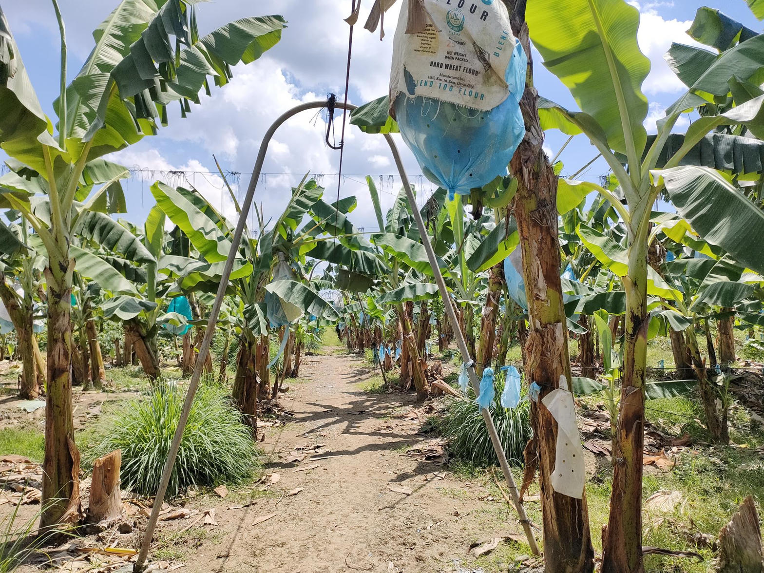Plantación de banano en origen